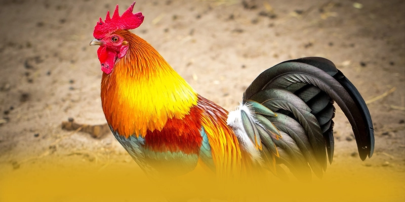 Dịch vụ chăm sóc khách hàng tại GOOD88 Dịch vụ chăm sóc khách hàng tại GOOD88