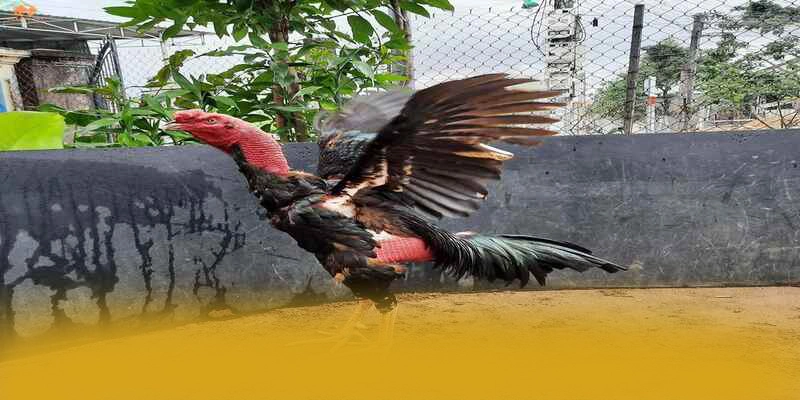 GOOD88 - Sảnh game tốc độ cao tại Việt Nam GOOD88 - Sảnh game tốc độ cao tại Việt Nam